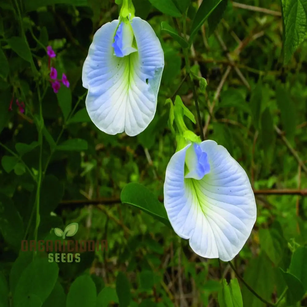 Clitoria Ternatea Aparajita (Mixed Color Hybrid) Seeds - Grow Your Own Stunning And Unique Flowers