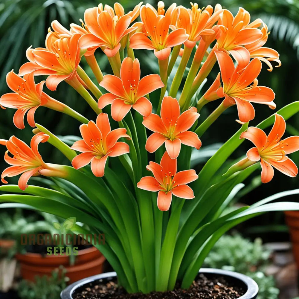 Clivia Flower Seeds Evergreen Perennial Fragrant Cut Flowers Exotic And Vibrant Blooms For Elegant