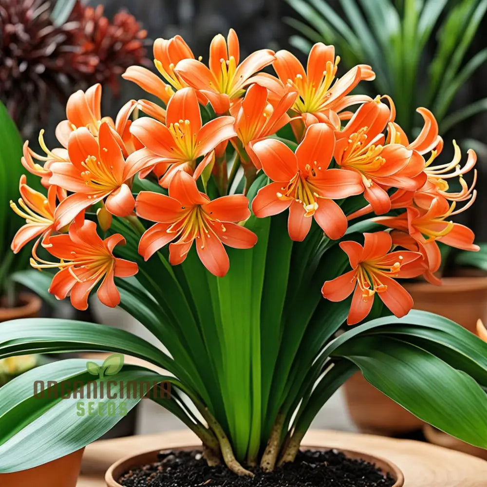 Clivia Flower Seeds Evergreen Perennial Fragrant Cut Flowers Exotic And Vibrant Blooms For Elegant