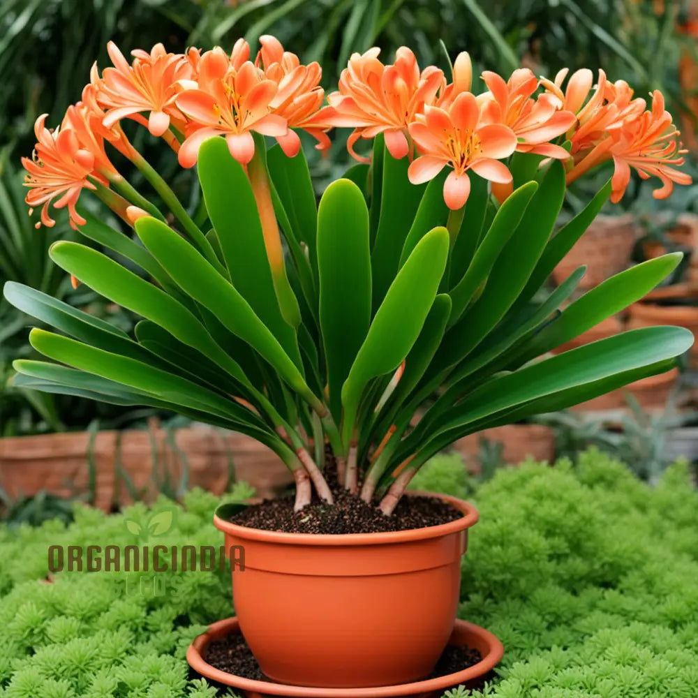 Clivia Flower Seeds Evergreen Perennial Fragrant Cut Flowers Exotic And Vibrant Blooms For Elegant