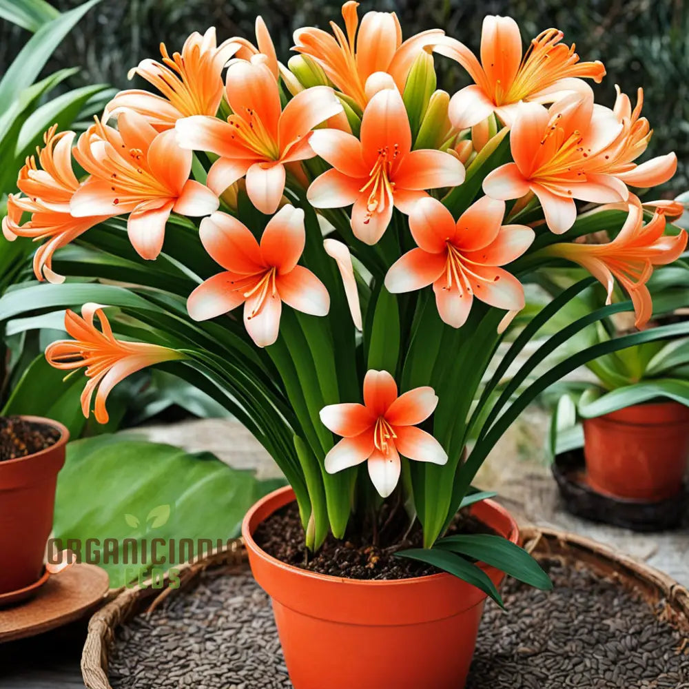 Clivia Flower Seeds Evergreen Perennial Fragrant Cut Flowers Exotic And Vibrant Blooms For Elegant