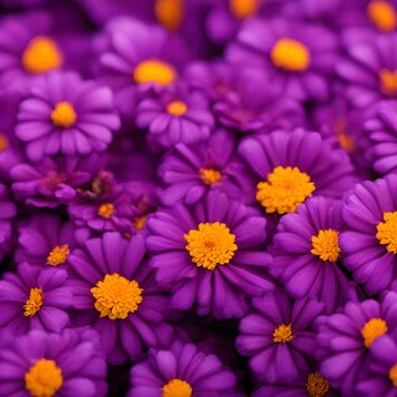 Purple Marigold Flower Seeds  Elevate Your Gardening Experience with Unique, Vibrant Blooms