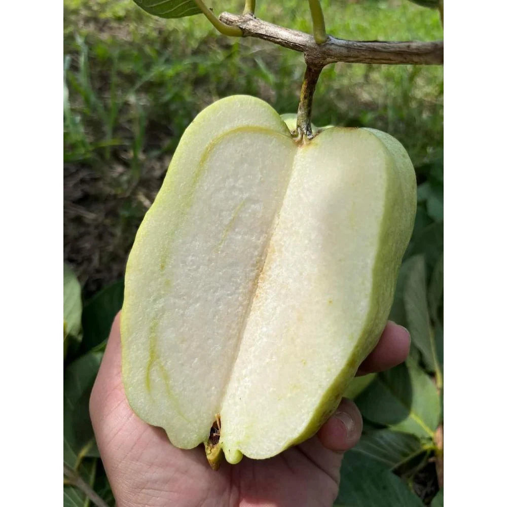 White Seedless Guava Seeds – Sweet & Crisp Tropical Fruit for Planting