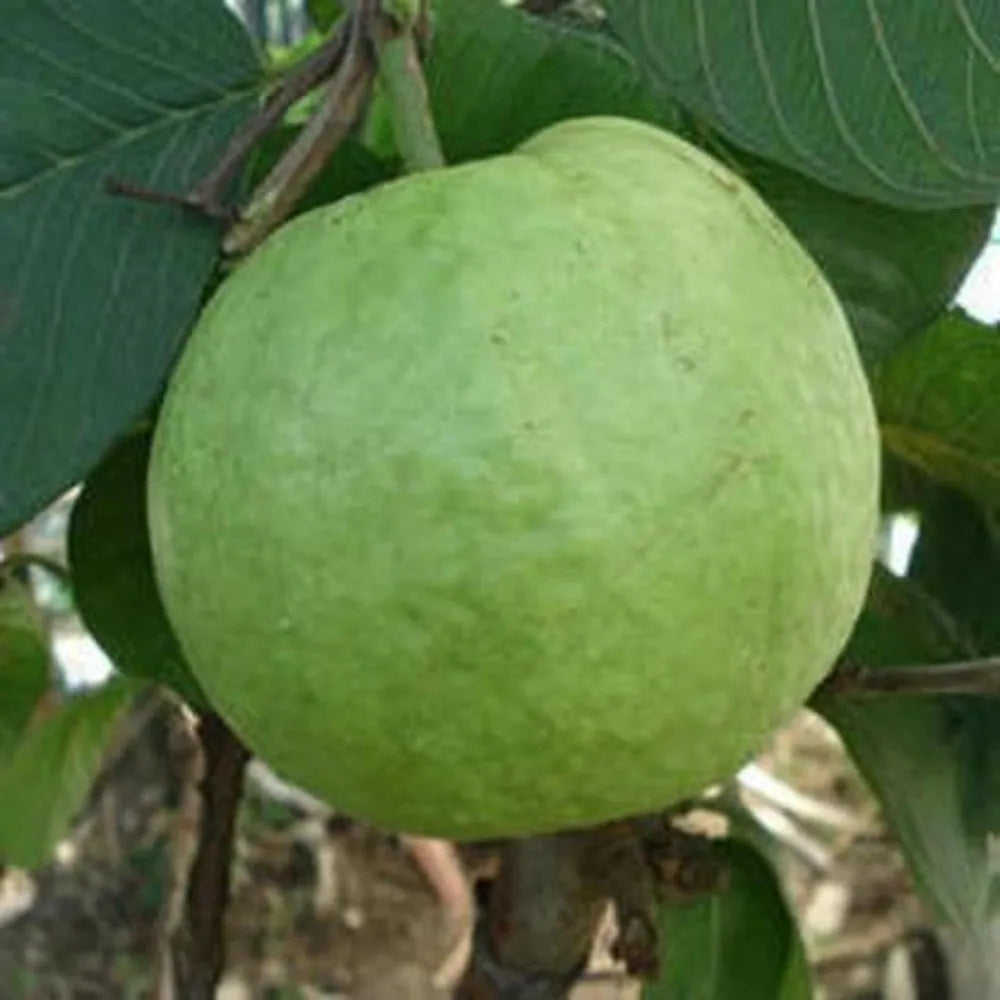 Chittidar Guava Seeds – Premium Speckled Guava for Planting