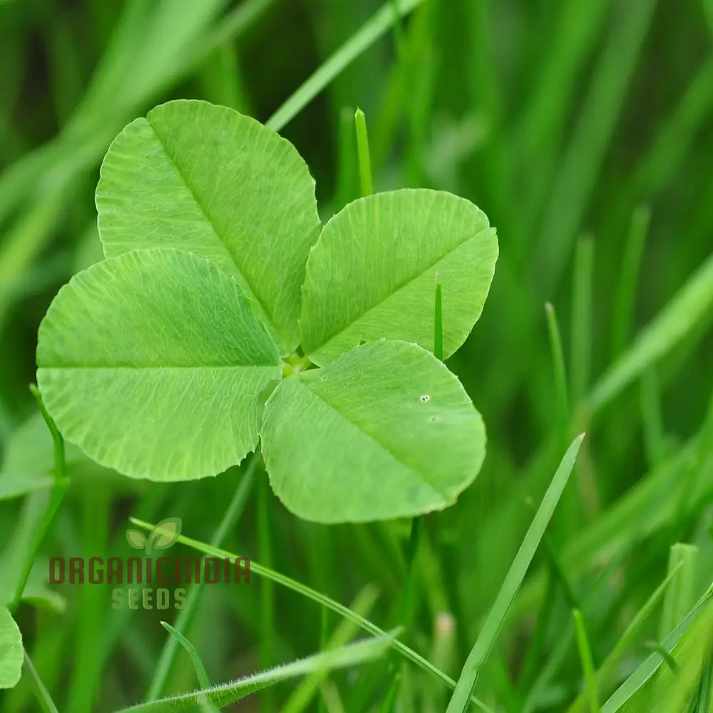 Clover Seeds For Planting And Gardening Lush Green Coverage Soil Enrichment