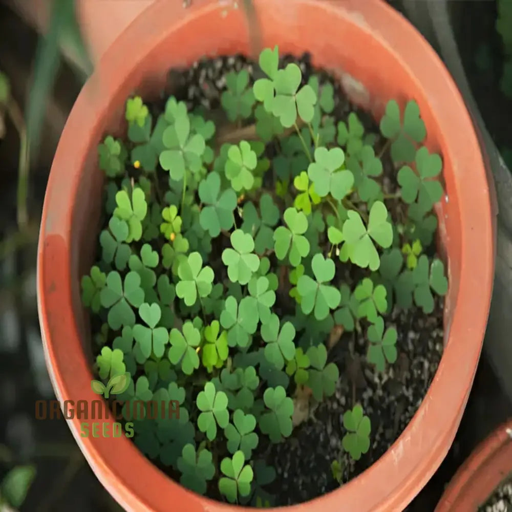 Clover Seeds For Planting And Gardening Lush Green Coverage Soil Enrichment