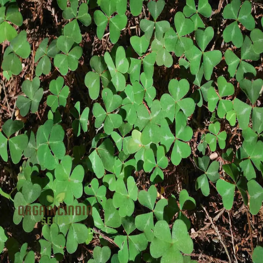 Clover Seeds For Planting And Gardening Lush Green Coverage Soil Enrichment