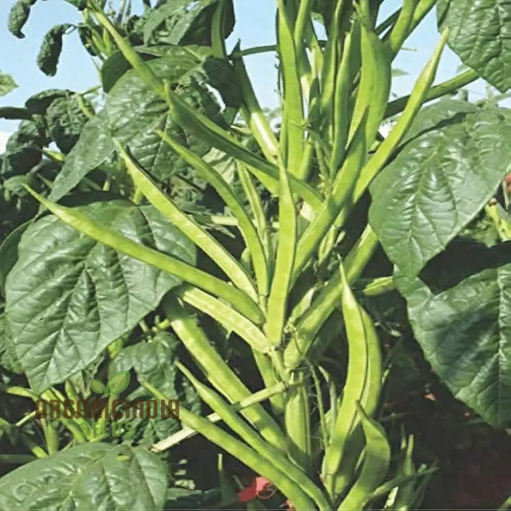 Cluster Beans Vegetable Seeds High-Yield Disease-Resistant Perfect For Home Gardening