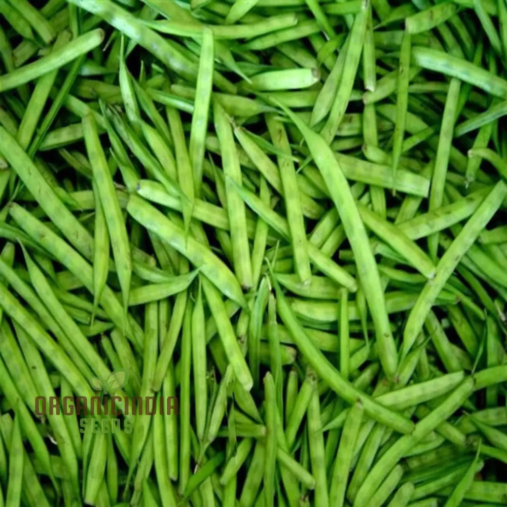 Cluster Beans Vegetable Seeds High-Yield Disease-Resistant Perfect For Home Gardening