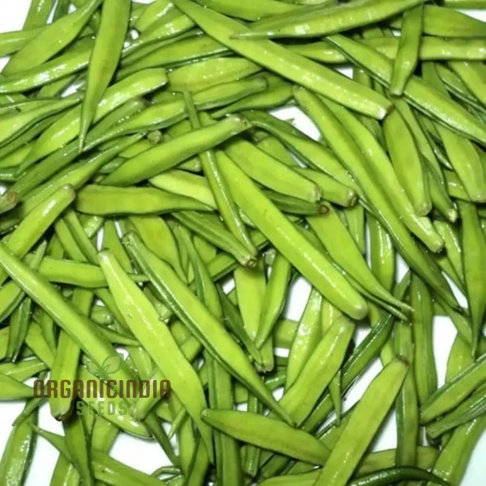 Cluster Beans Vegetable Seeds High-Yield Disease-Resistant Perfect For Home Gardening