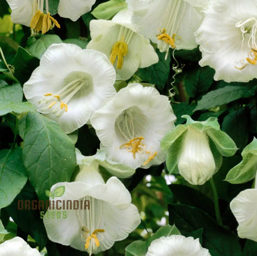 Cobaea Scandens Alba Flower Seeds Grace And Elegance In Your Garden With Expert Planting Gardening