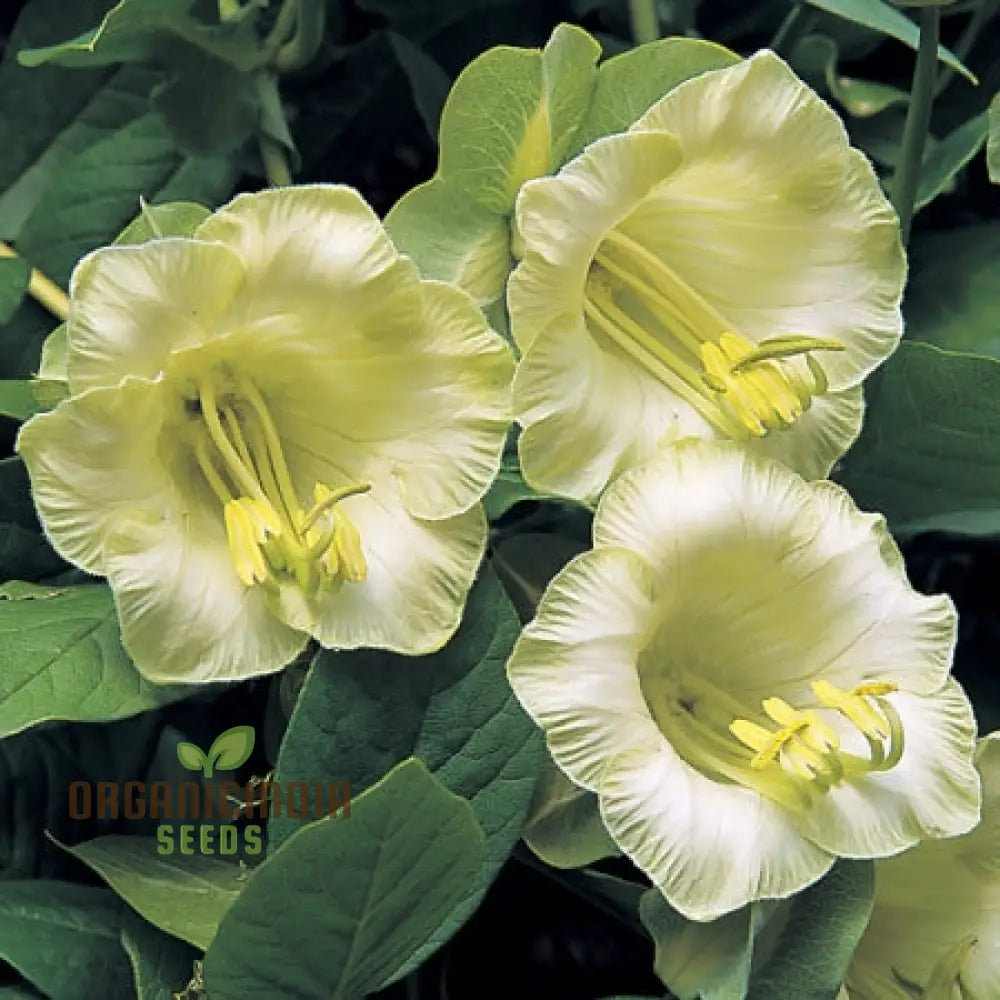 Cobaea Scandens Alba Flower Seeds Grace And Elegance In Your Garden With Expert Planting Gardening