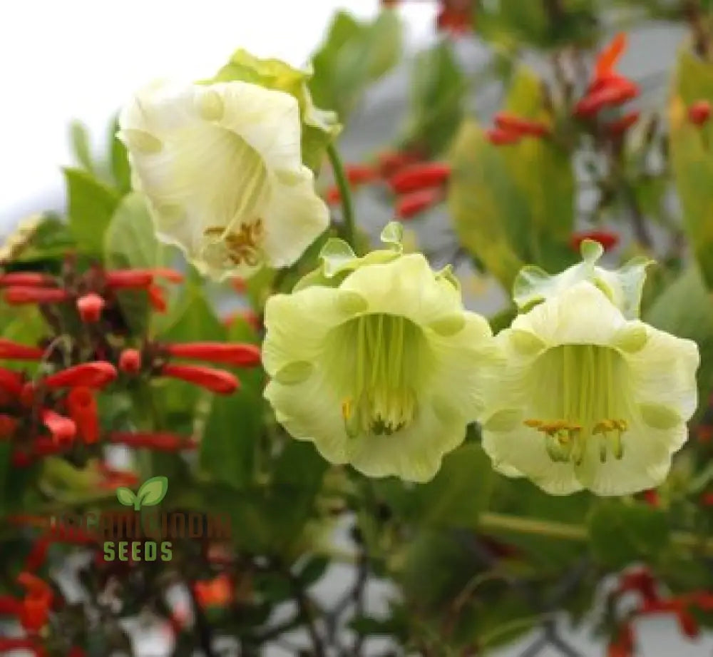 Cobaea Scandens Alba Flower Seeds Grace And Elegance In Your Garden With Expert Planting Gardening