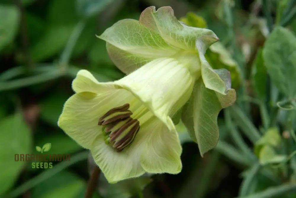 Cobaea Scandens Alba Flower Seeds Grace And Elegance In Your Garden With Expert Planting Gardening