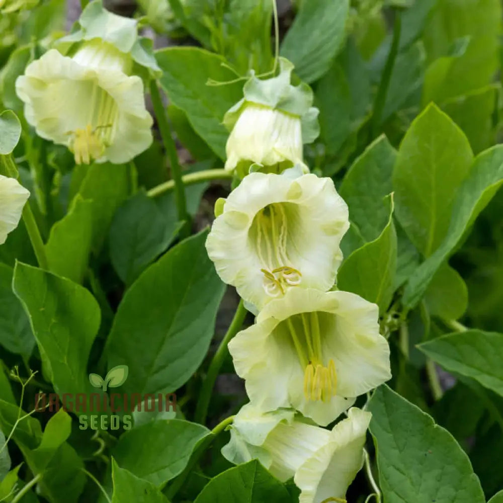 Cobaea Scandens Alba Flower Seeds Grace And Elegance In Your Garden With Expert Planting Gardening