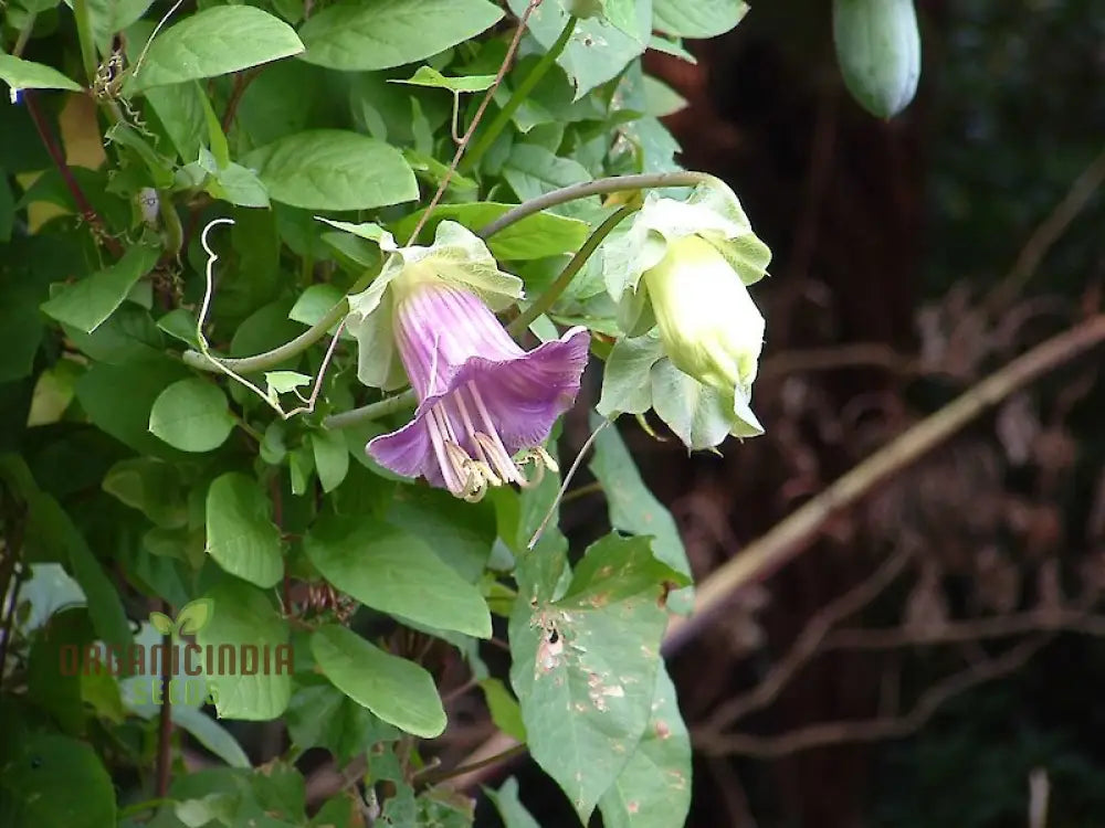 Cobaea Scandens Purple Flowering Seeds Cultivating Beauty In Your Garden With Expert Tips On