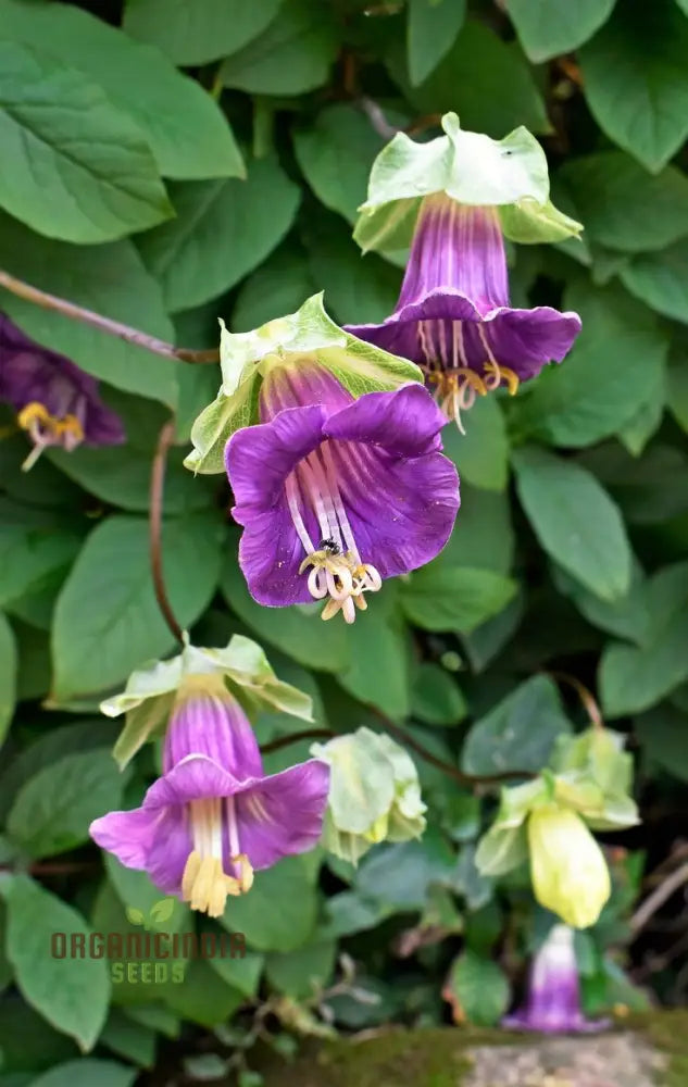 Cobaea Scandens Purple Flowering Seeds Cultivating Beauty In Your Garden With Expert Tips On