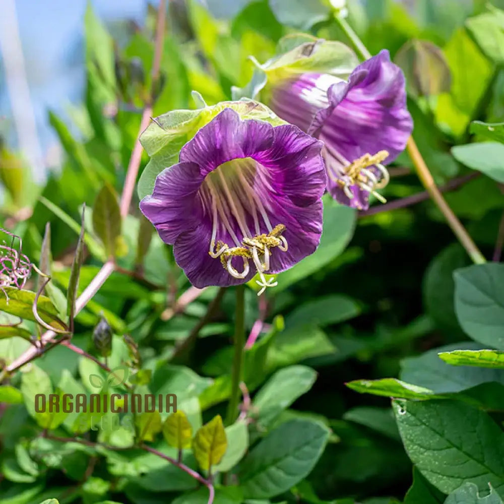 Cobaea Scandens Purple Flowering Seeds Cultivating Beauty In Your Garden With Expert Tips On