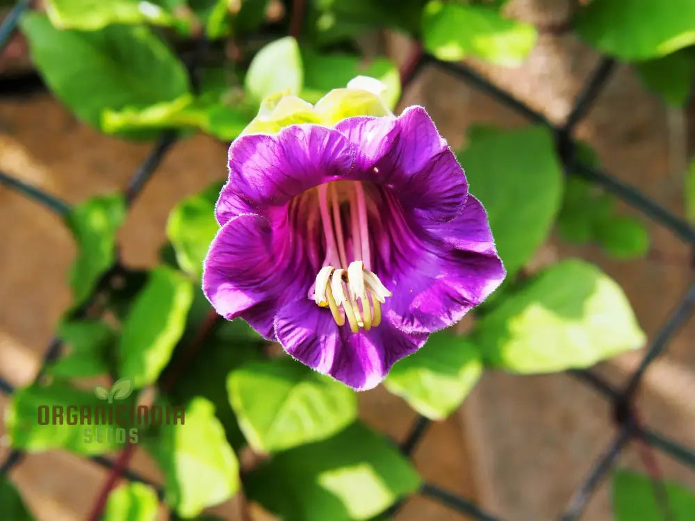 Cobaea Scandens Purple Flowering Seeds Cultivating Beauty In Your Garden With Expert Tips On