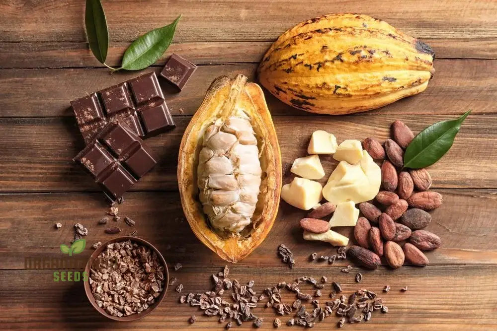 Cocoa Seeds For Gardening Enthusiasts - Premium Quality