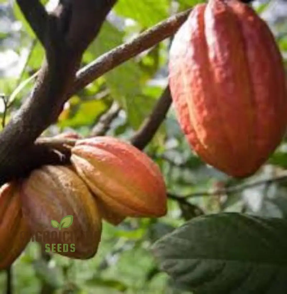 Cocoa Seeds