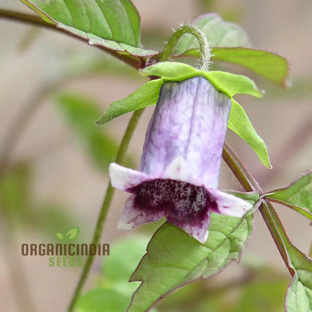 Codonopsis Bhutanica Flower Seeds For Planting Premium Quality Gardening Seeds