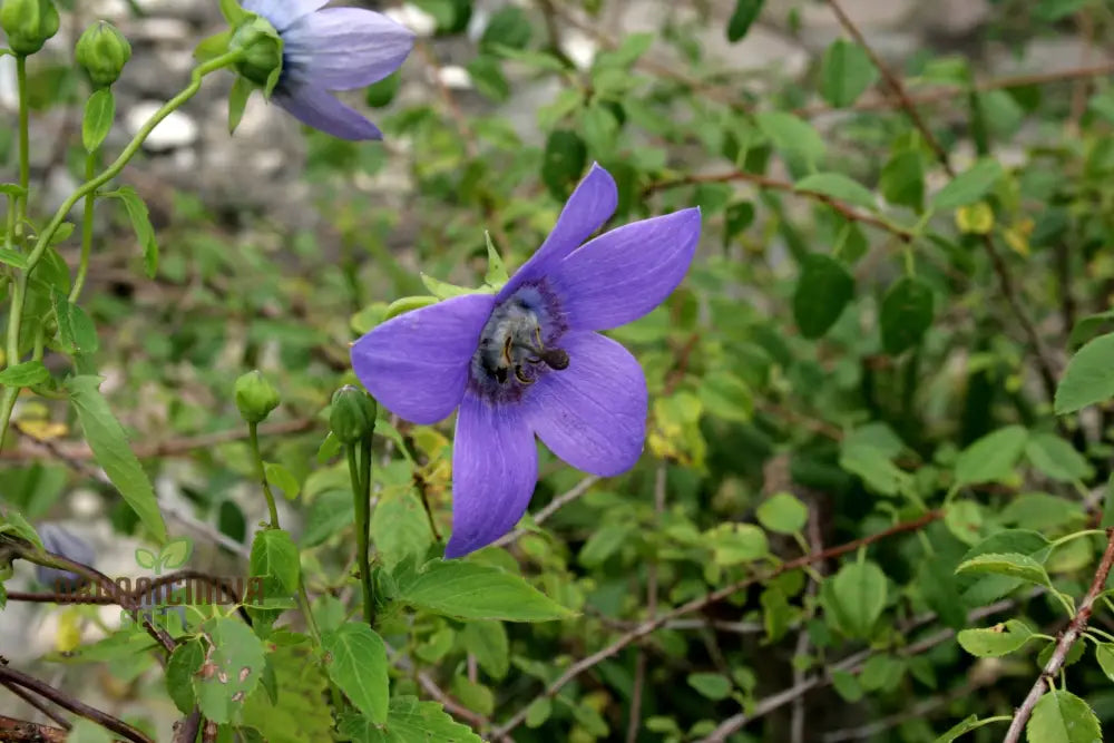 Codonopsis Grey-Wilsonii Flower Seeds For Planting Premium Quality Gardening Seeds