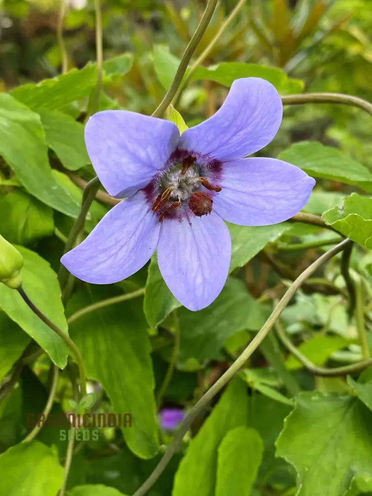 Codonopsis Grey-Wilsonii Flower Seeds For Planting Premium Quality Gardening Seeds