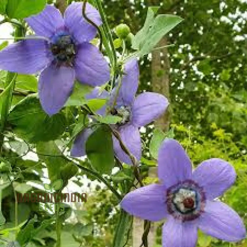 Codonopsis Grey-Wilsonii Flower Seeds For Planting Premium Quality Gardening Seeds