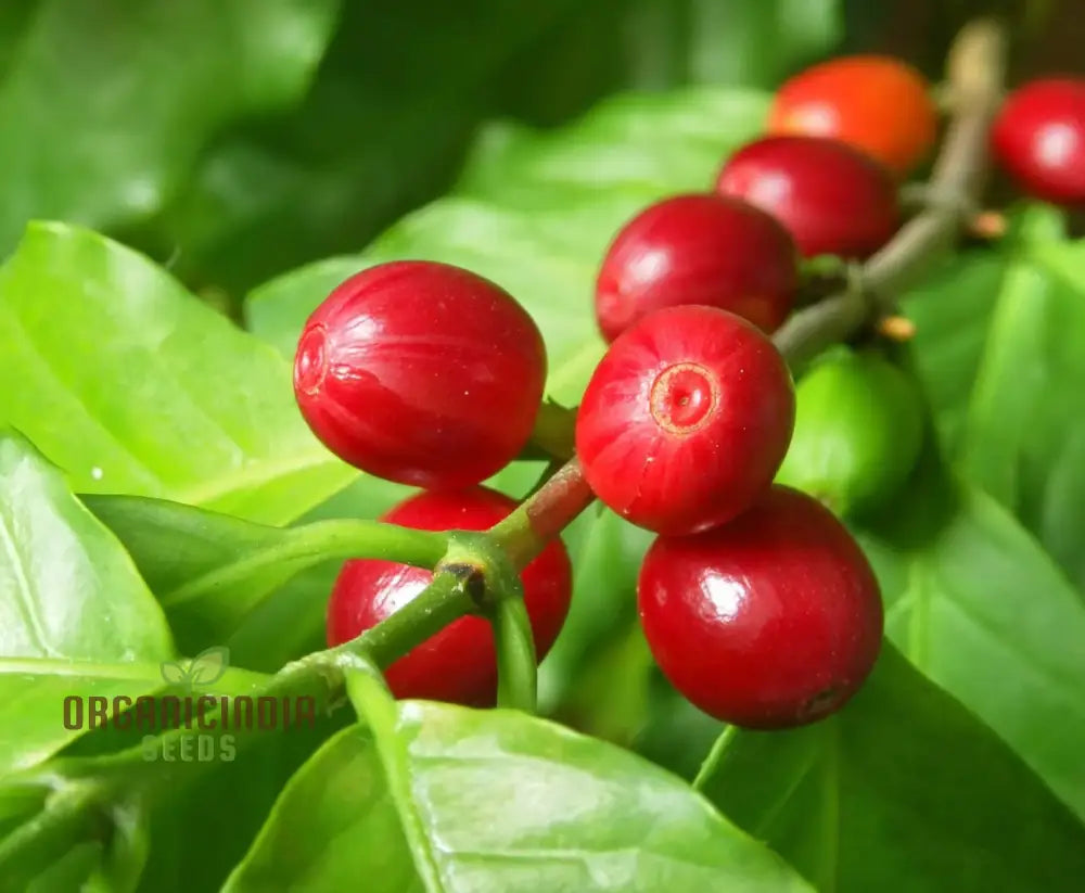 Coffea Arabica (Coffee) Seeds For Gardening Premium Quality Home Gardeners Plant