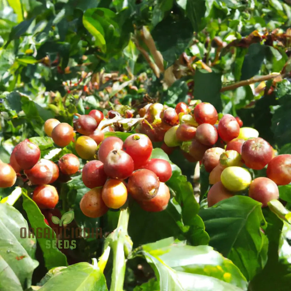 Coffea Arabica â€™Villa Sarchiâ€™ (Coffee) Seeds For Planting Premium Quality Home Gardeners Plant