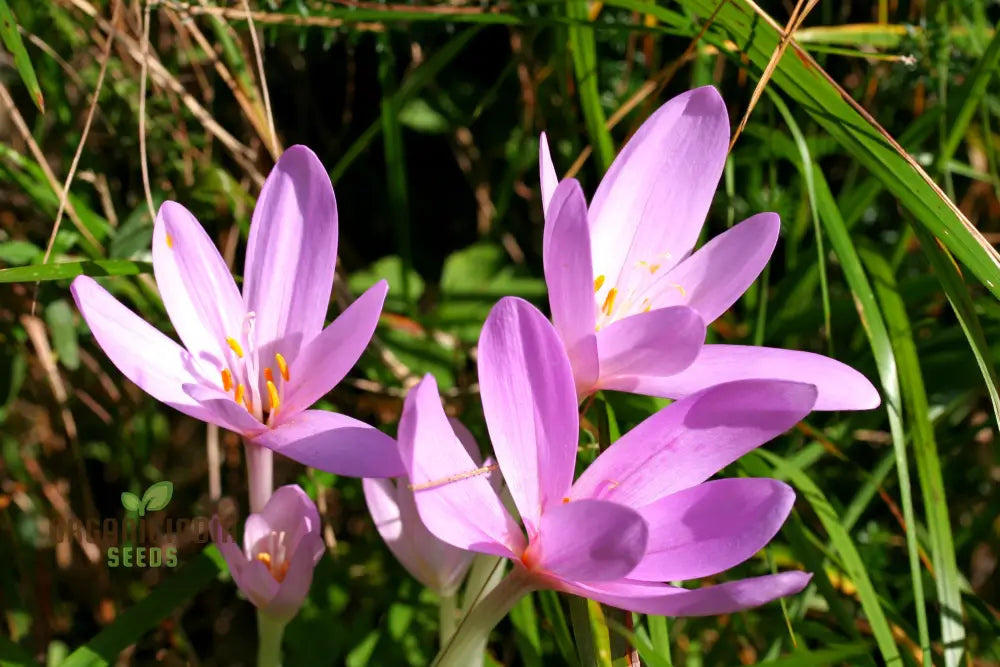 Colchicum Autumnale Flower Seeds For Planting Premium Quality Gardening Seeds