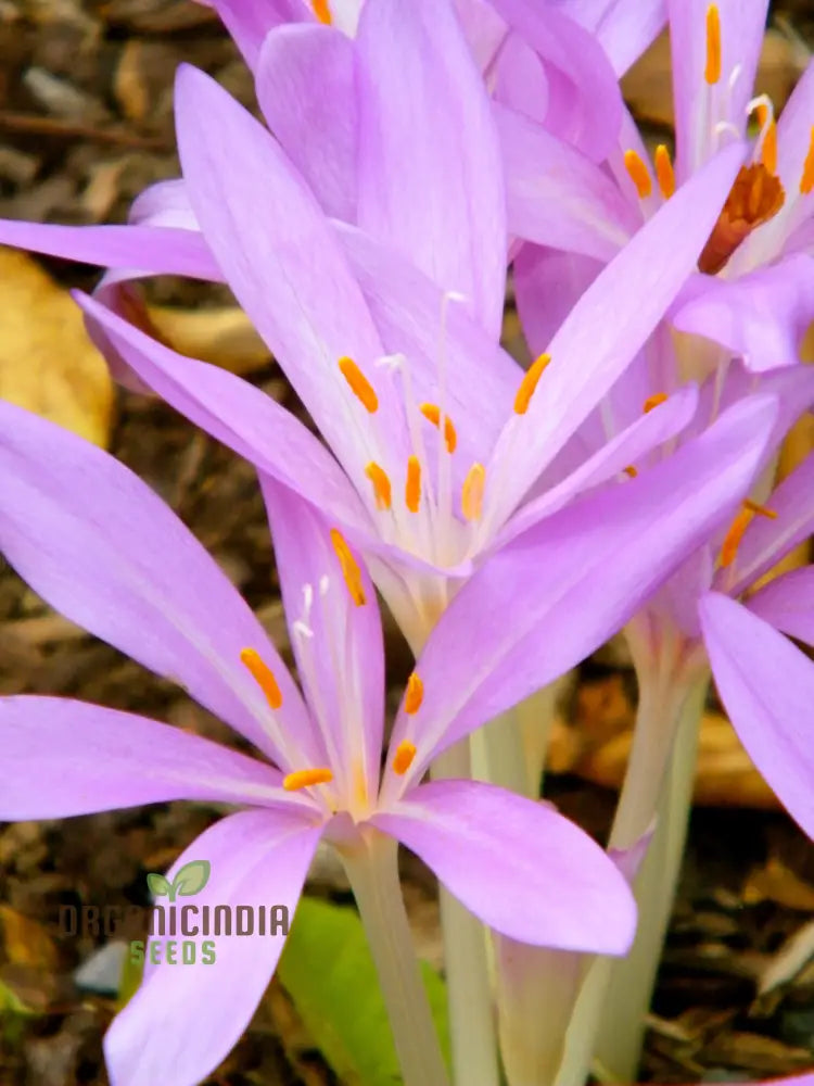 Colchicum Autumnale Flower Seeds For Planting Premium Quality Gardening Seeds