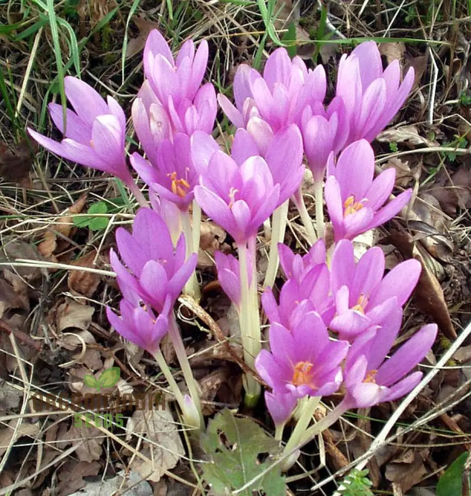 Colchicum Autumnale Flower Seeds For Planting Premium Quality Gardening Seeds