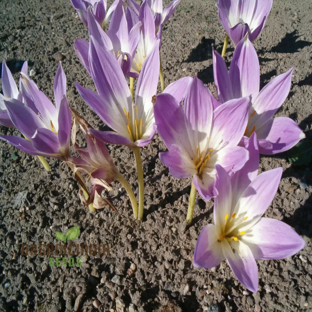 Colchicum Speciosum Bornmuelleri Flower Seeds For Planting Premium Quality Gardening Seeds