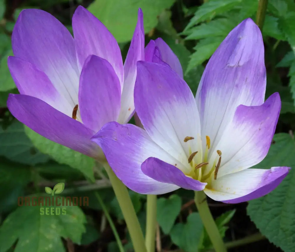 Colchicum Speciosum Bornmuelleri Flower Seeds For Planting Premium Quality Gardening Seeds