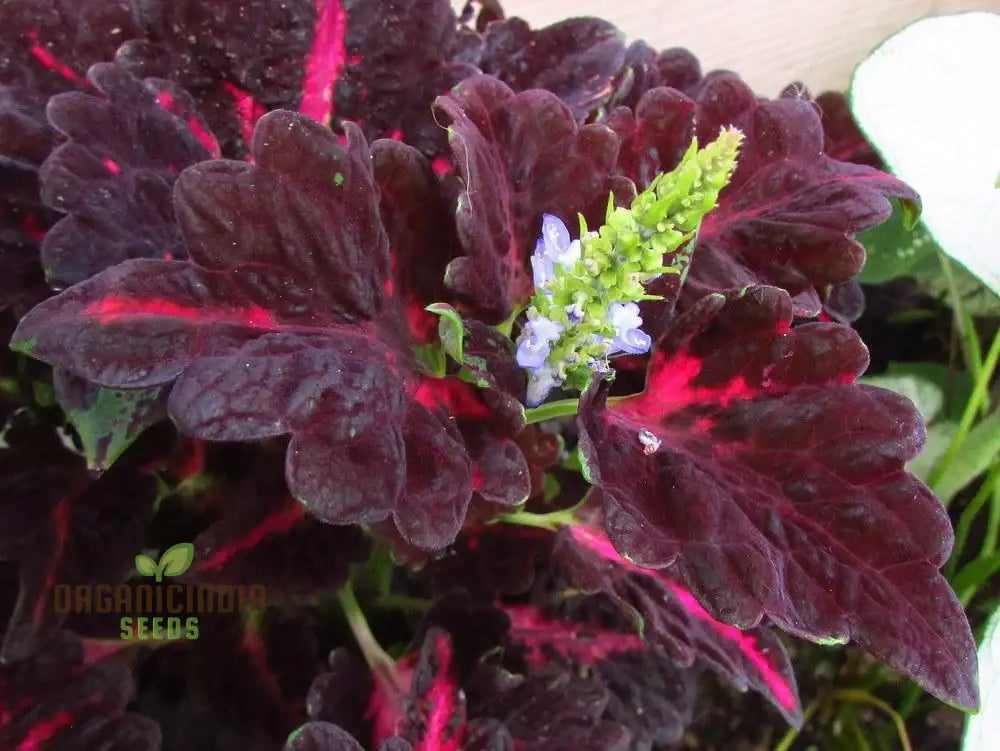 Coleus Black Dragon Seeds – Elevate Your Gardening With Striking Dark-Hued Beauty!