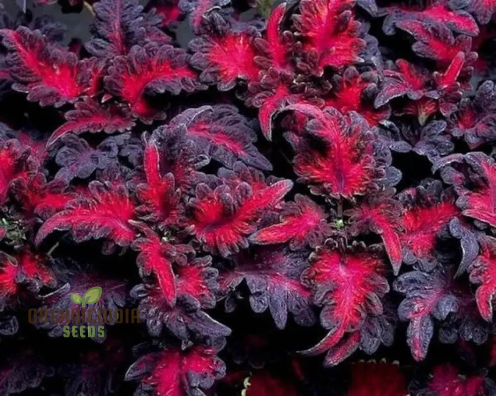 Coleus Black Dragon Seeds – Elevate Your Gardening With Striking Dark-Hued Beauty!