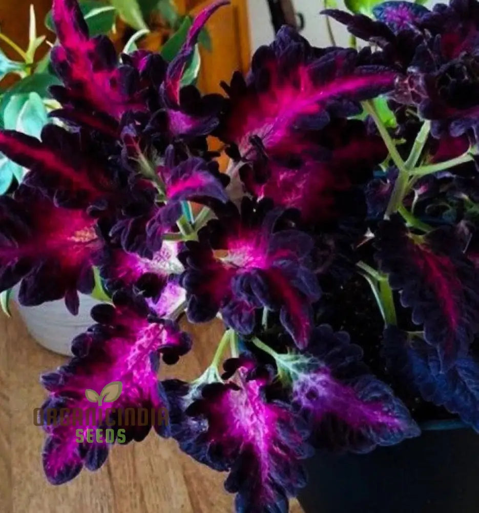 Coleus Black Dragon Seeds – Elevate Your Gardening With Striking Dark-Hued Beauty!