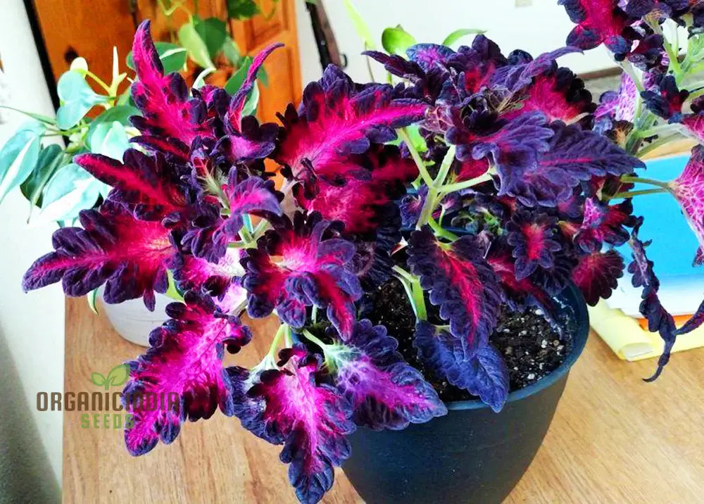 Coleus Black Dragon Seeds – Elevate Your Gardening With Striking Dark-Hued Beauty!