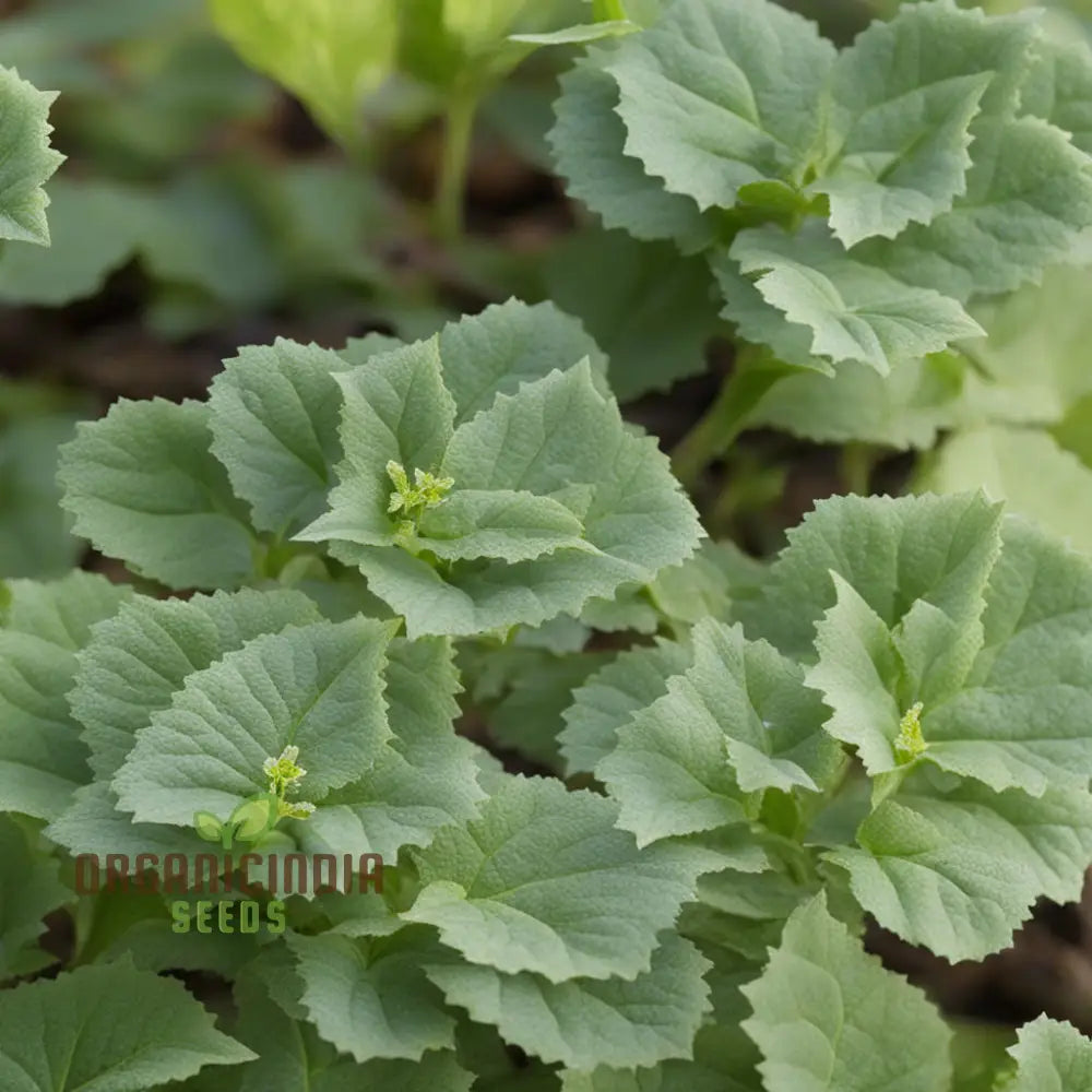 Coleus Canina Plant Seeds - Repel Pests Naturally With Cat Repellent Premium For Effective Planting