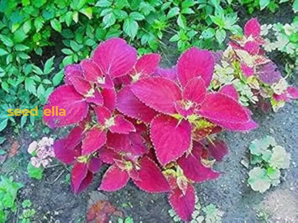 Coleus Jazz Velvet Flower Seeds For Vibrant Planting