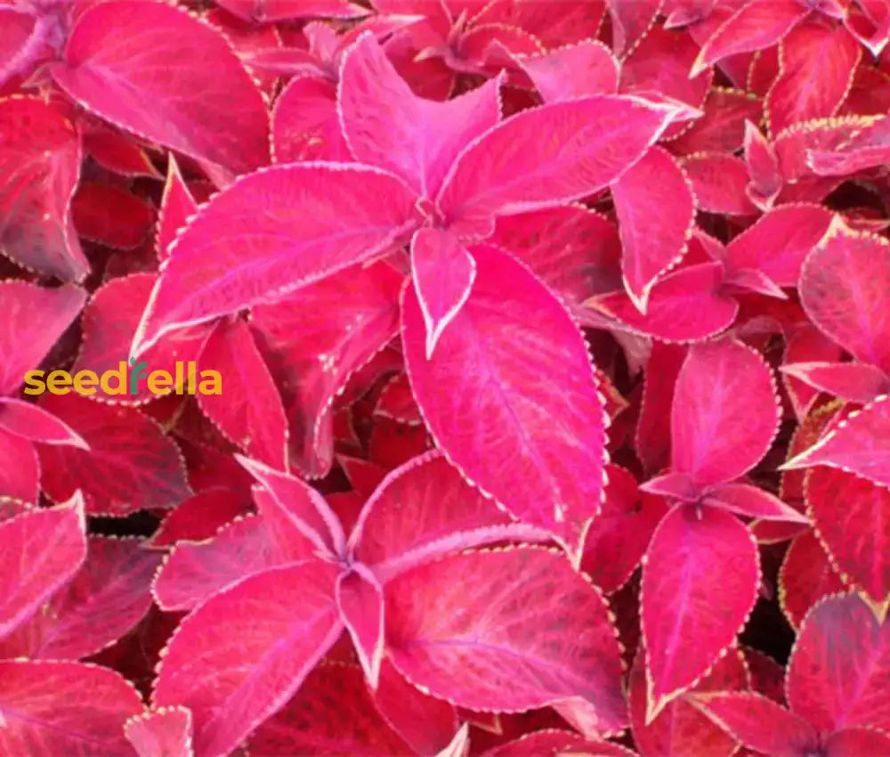 Coleus Jazz Velvet Flower Seeds For Vibrant Planting