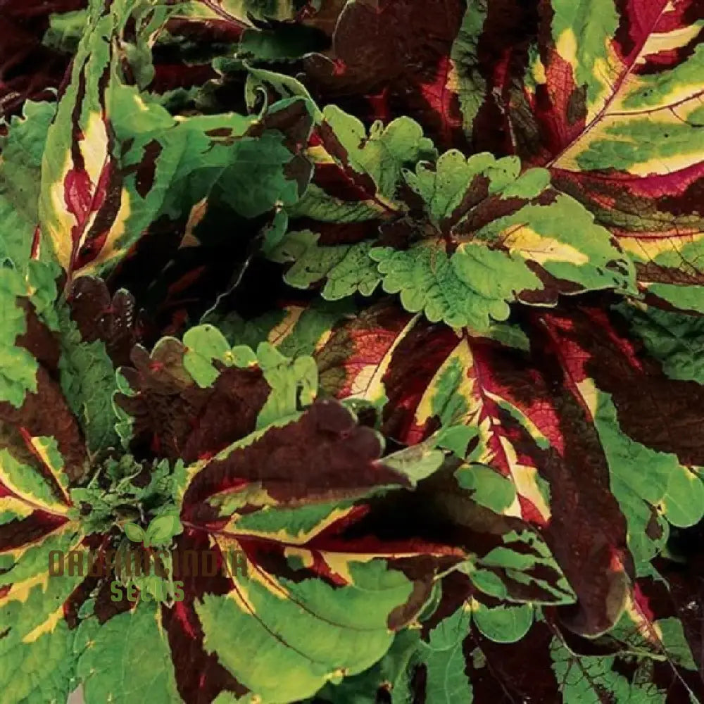 Coleus Kong Mosaic Giant Seeds For Planting - 100 Pcs Flower Seeds