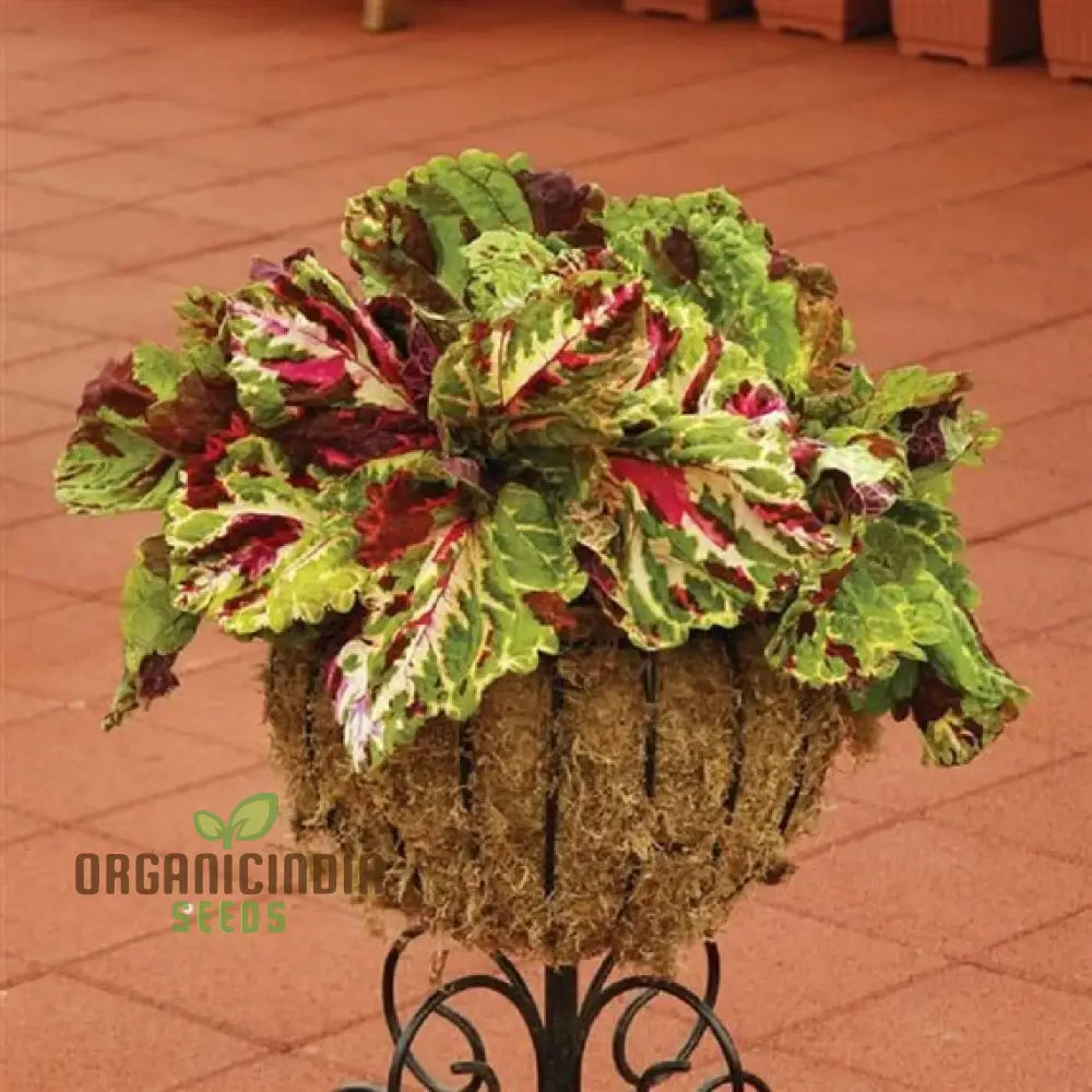 Coleus Kong Mosaic Giant Seeds For Planting - 100 Pcs Flower Seeds