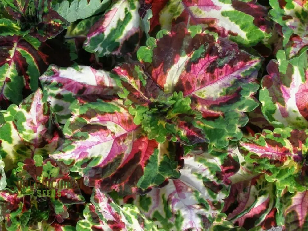 Coleus Kong Mosaic Giant Seeds For Planting - 100 Pcs Flower Seeds