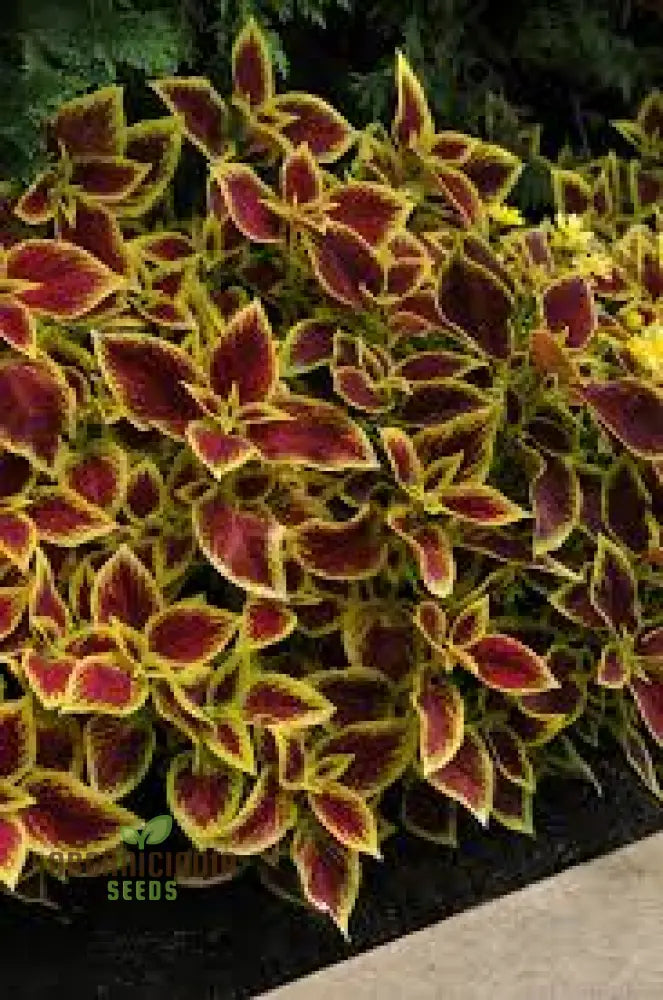 ’Coleus Premium Sun Purple Gold Seeds Planting 100 Pcs’ Plant