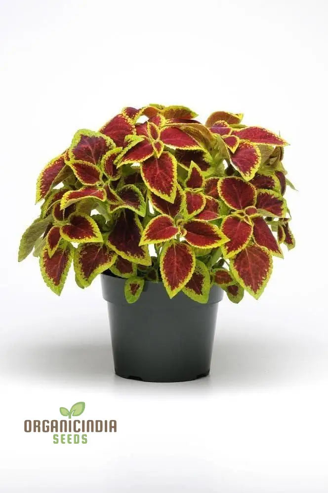 ’Coleus Premium Sun Purple Gold Seeds Planting 100 Pcs’ Plant