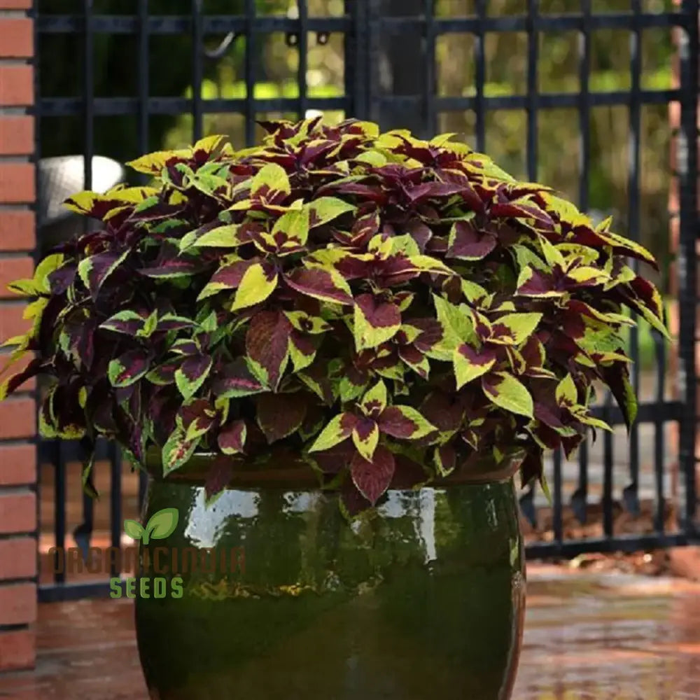 ’Coleus Premium Sun Purple Gold Seeds Planting 100 Pcs’ Plant