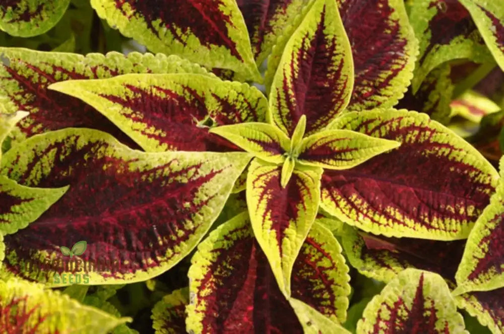 ’Coleus Premium Sun Purple Gold Seeds Planting 100 Pcs’ Plant